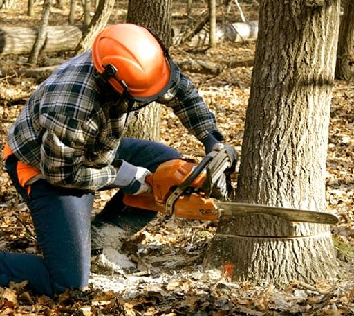 Tree Removal in Lindsay, MT